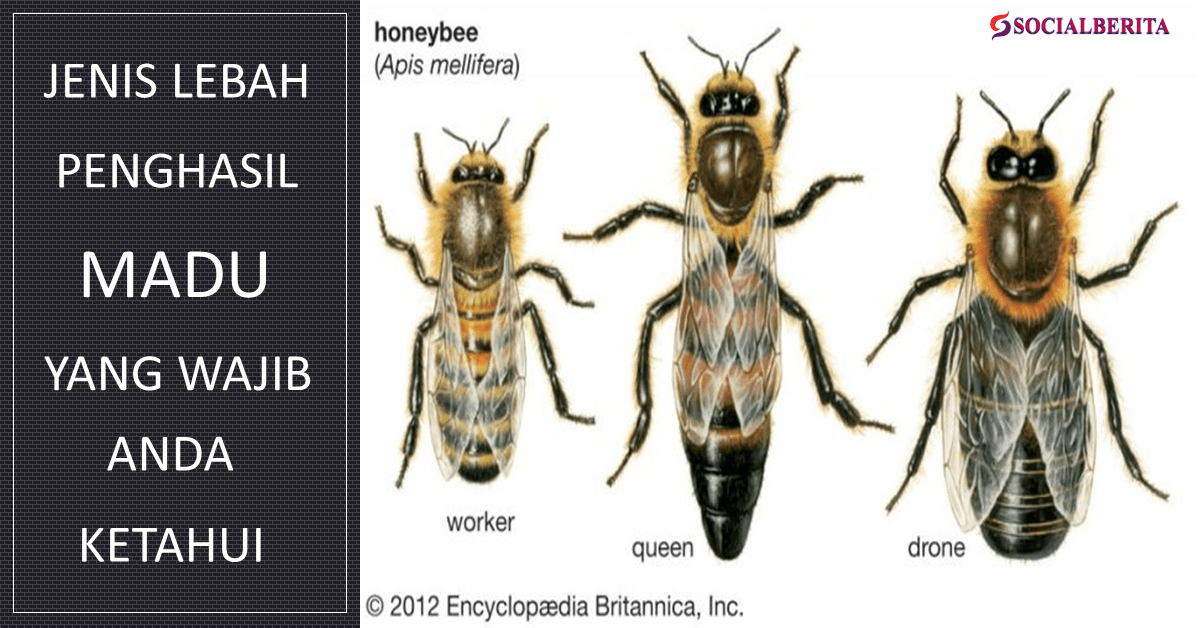 Jenis Lebah Penghasil Madu Yang Wajib Anda Ketahui Social Berita